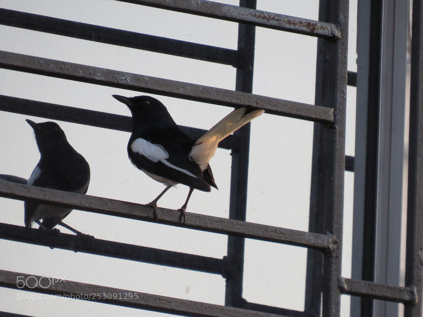 Canon PowerShot SX540 HS sample photo. Look! two of me?? photography