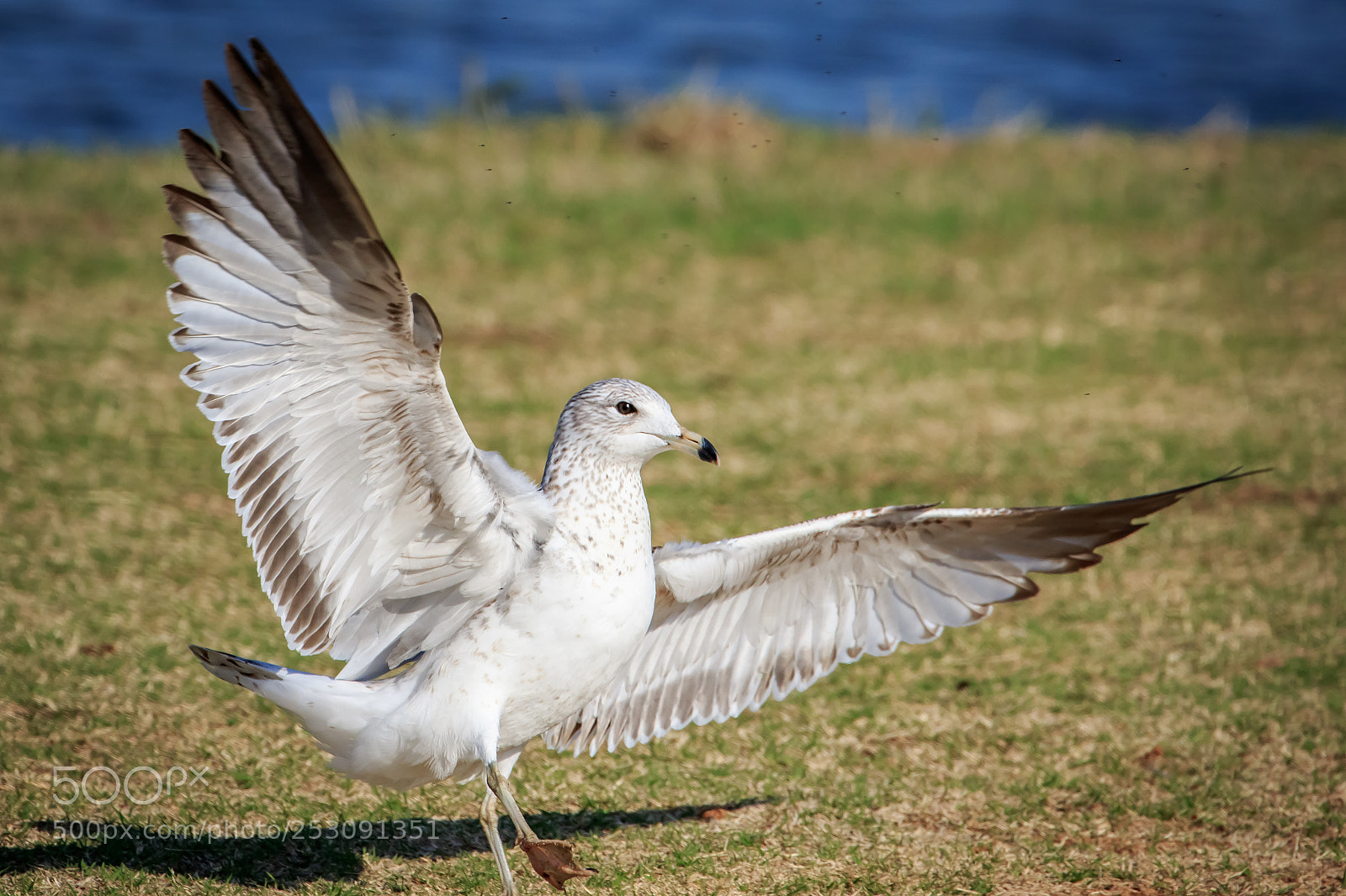 Canon EOS 7D Mark II sample photo. Ring billed gull larus photography
