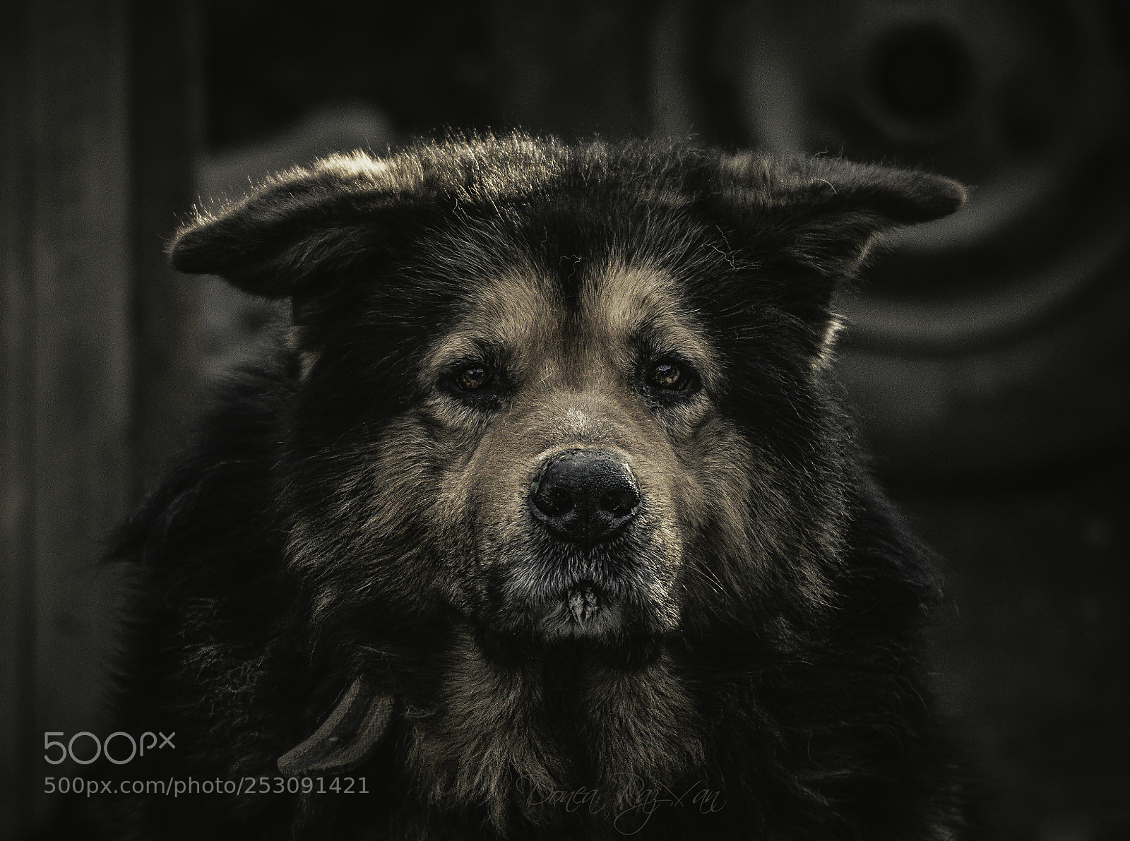Canon EOS 7D Mark II sample photo. Serious dog photography