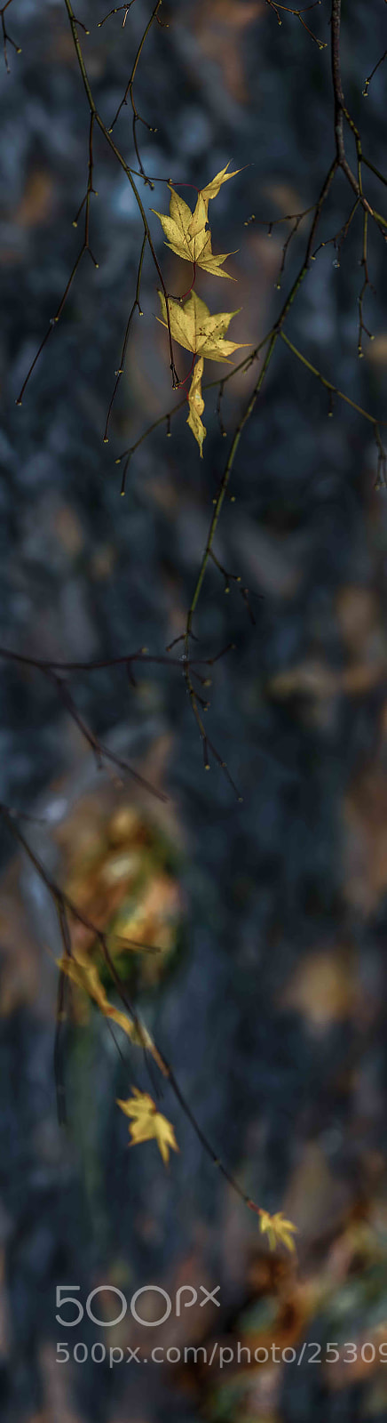 Olympus OM-D E-M5 II sample photo. The leaf in autumn photography