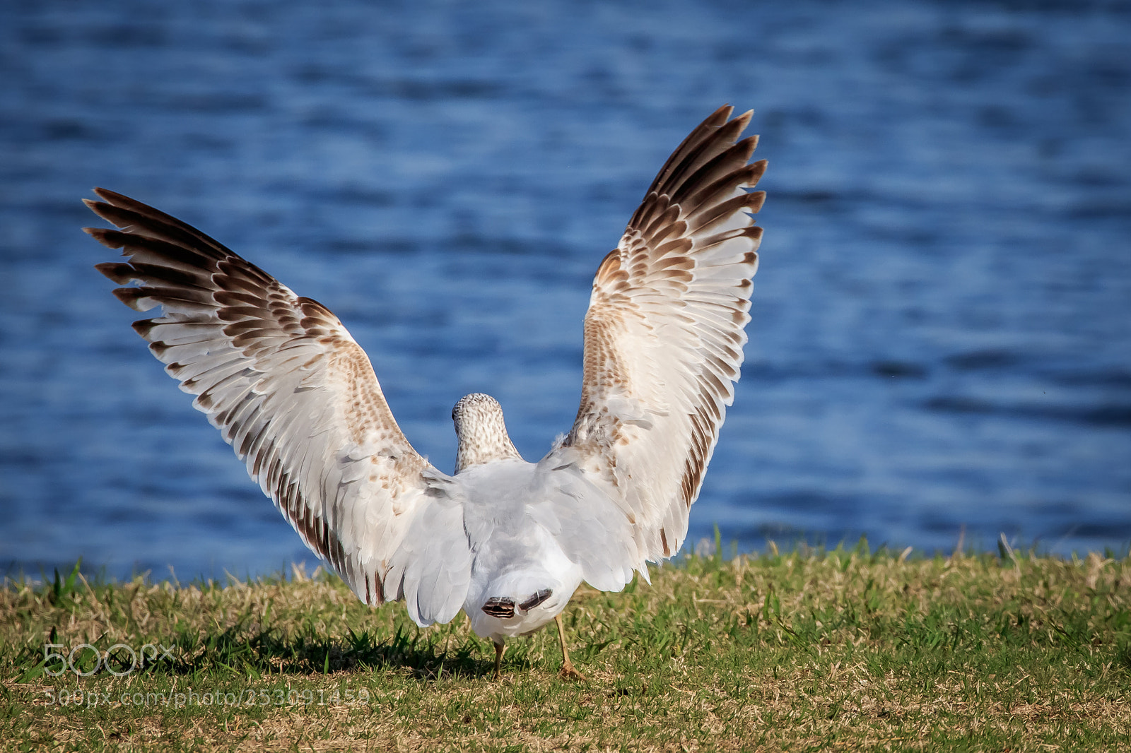 Canon EOS 7D Mark II sample photo. Ring billed gull larus photography