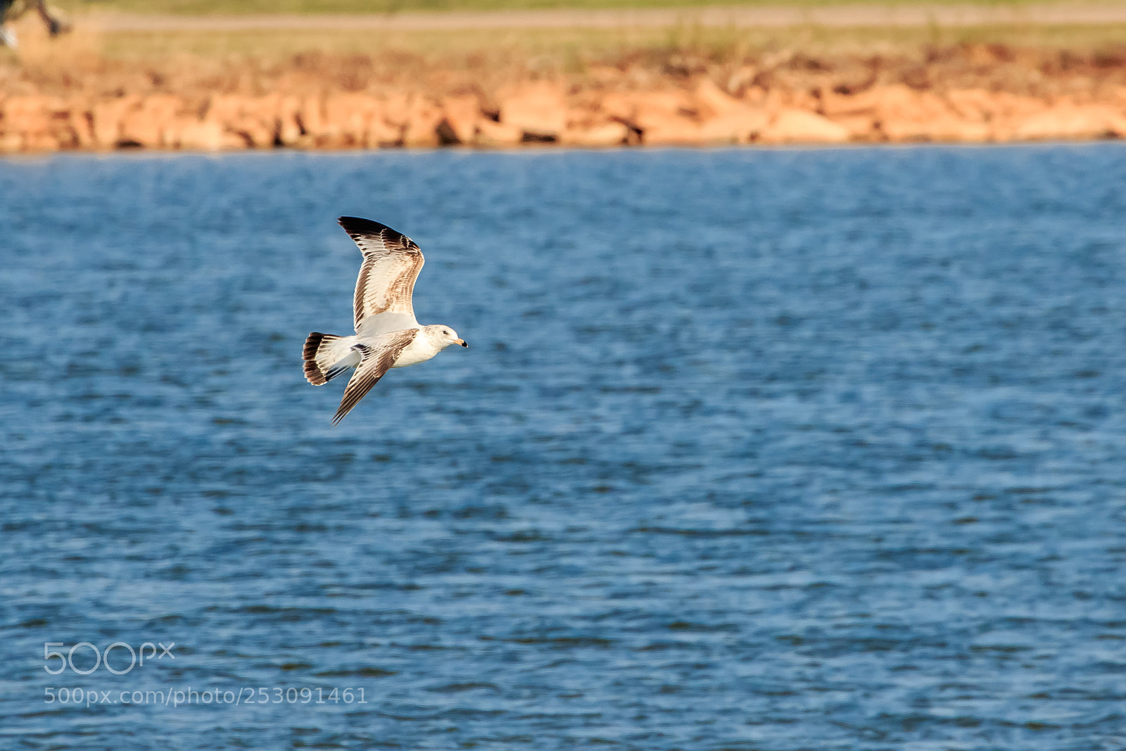 Canon EOS 7D Mark II sample photo. Ring billed gull larus photography