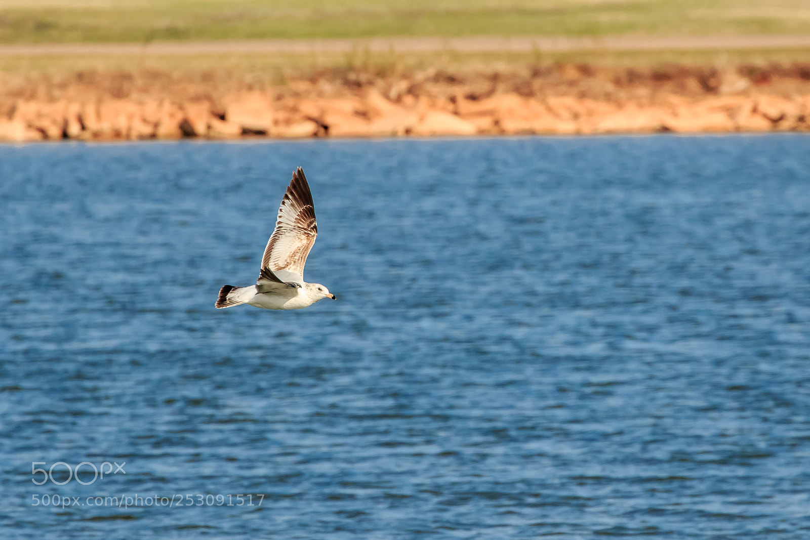 Canon EOS 7D Mark II sample photo. Ring billed gull larus photography