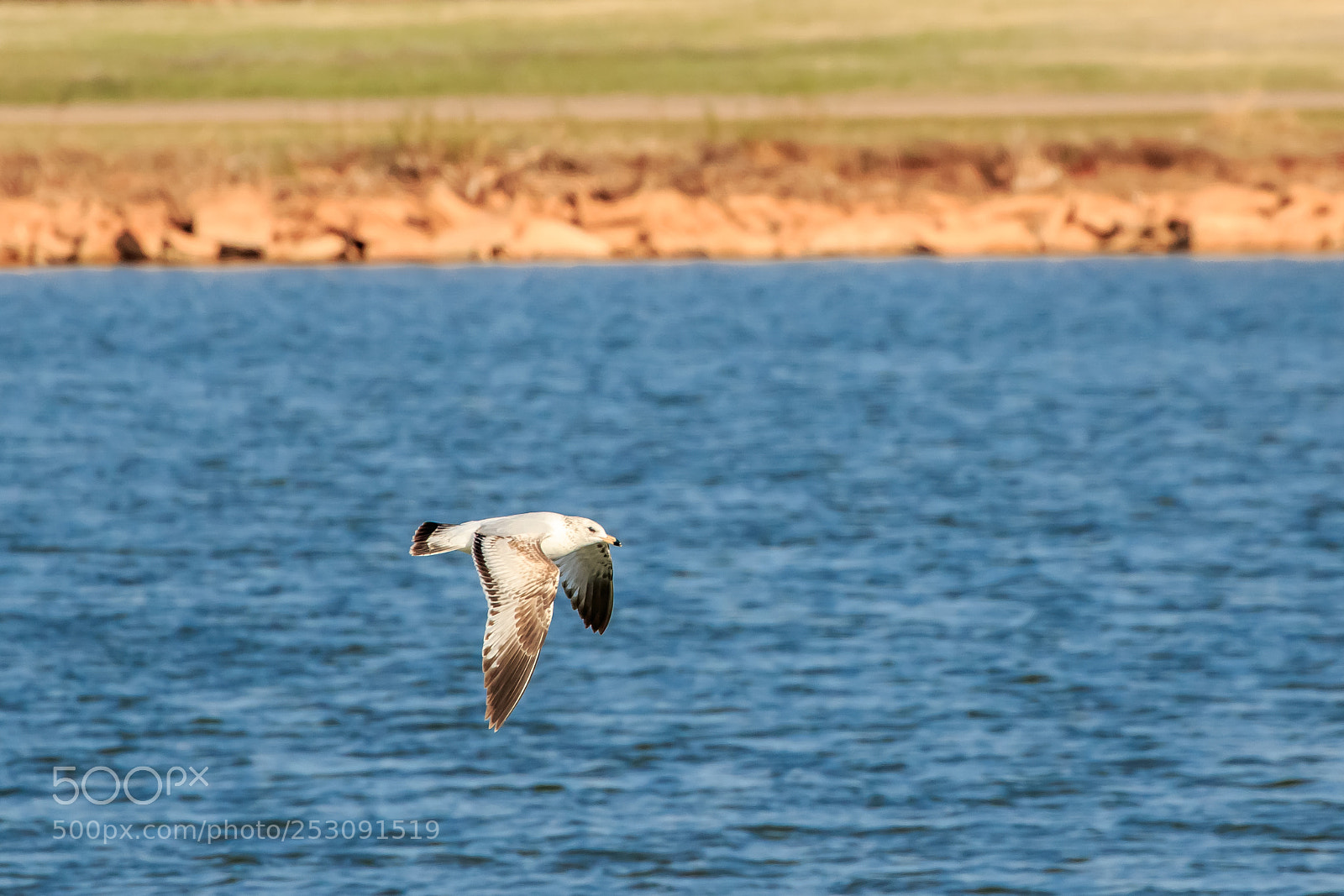 Canon EOS 7D Mark II sample photo. Ring billed gull larus photography