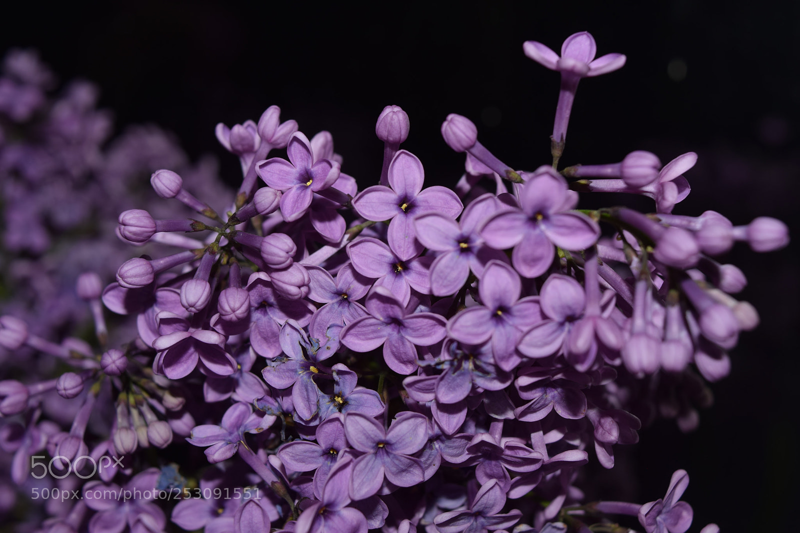 Nikon D5300 sample photo. Leylak - lilac photography