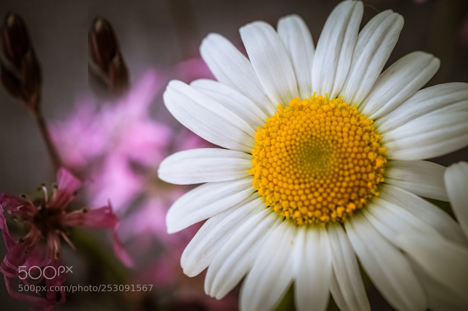 Sony SLT-A58 sample photo. *** daisy *** photography