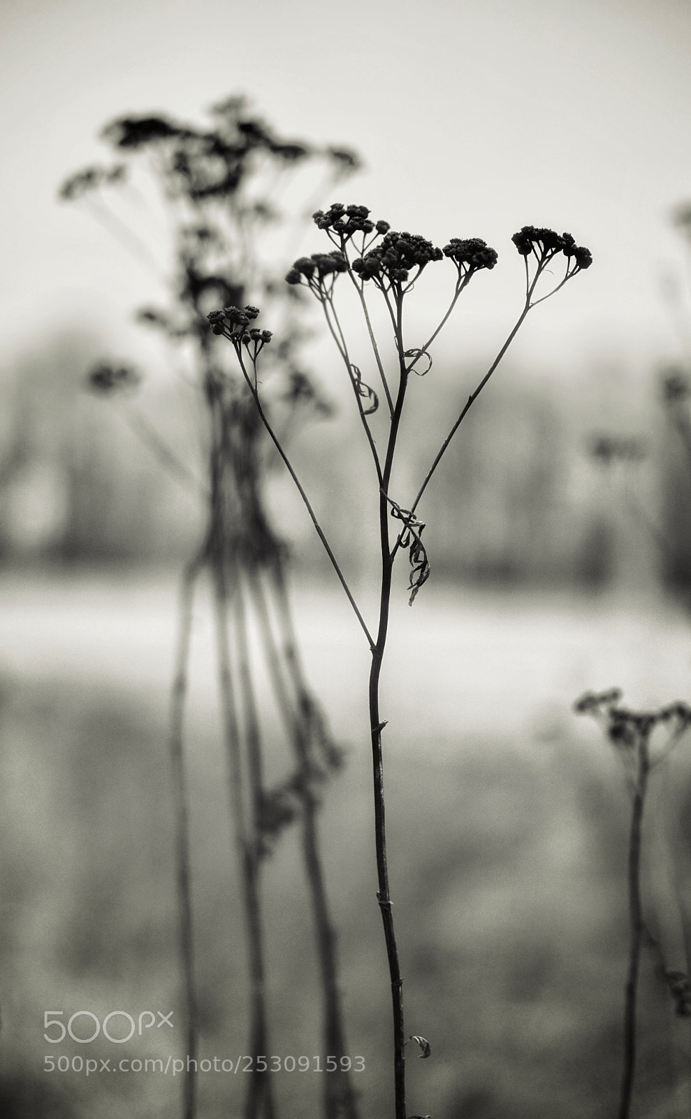 Sony a6000 sample photo. Elegance ii photography