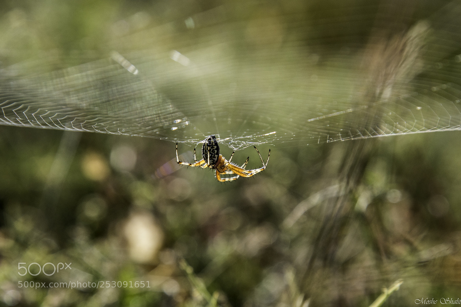 Canon EOS 7D Mark II sample photo. Spiderweb photography