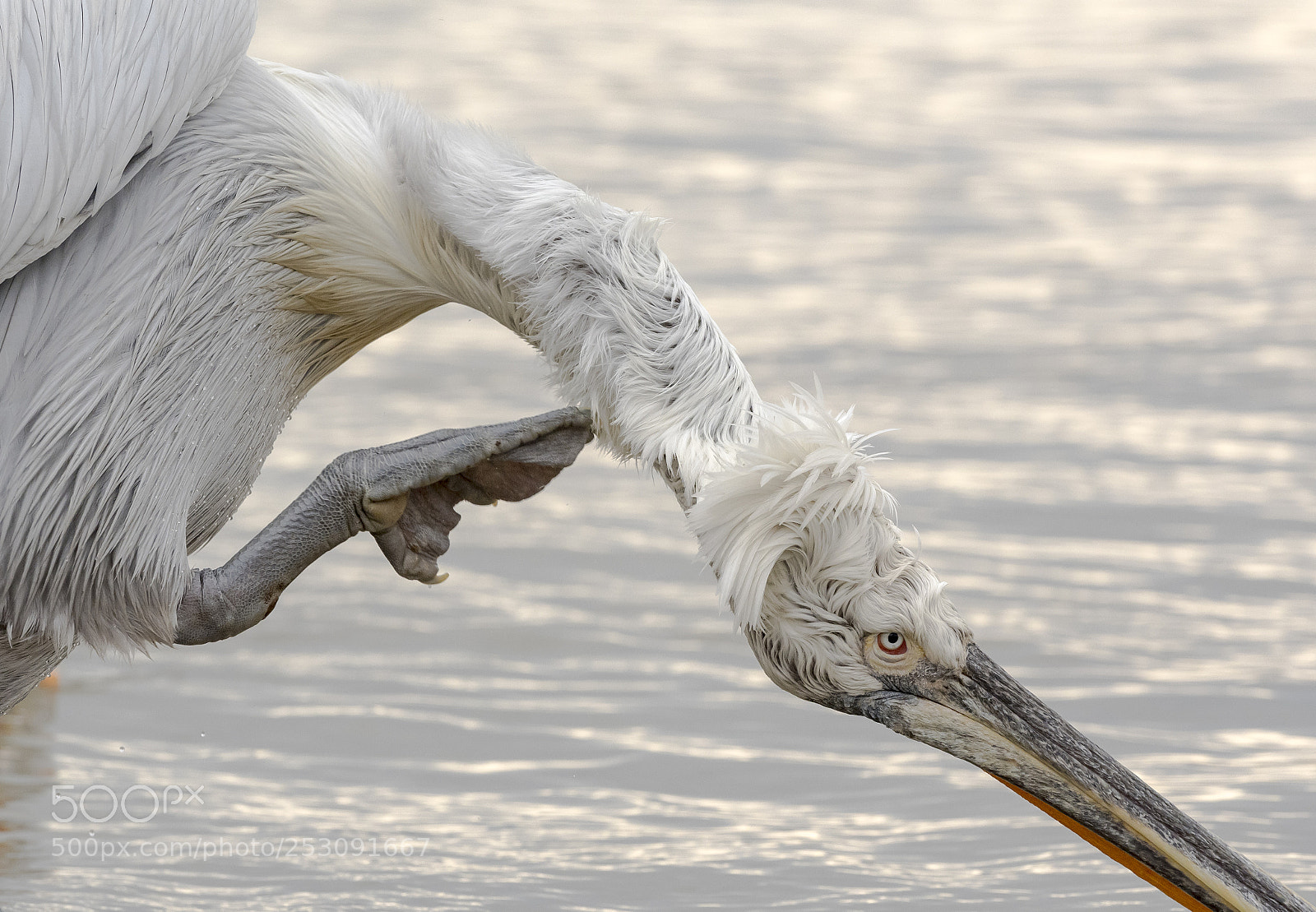 Nikon D500 sample photo. Having a scratch!! photography
