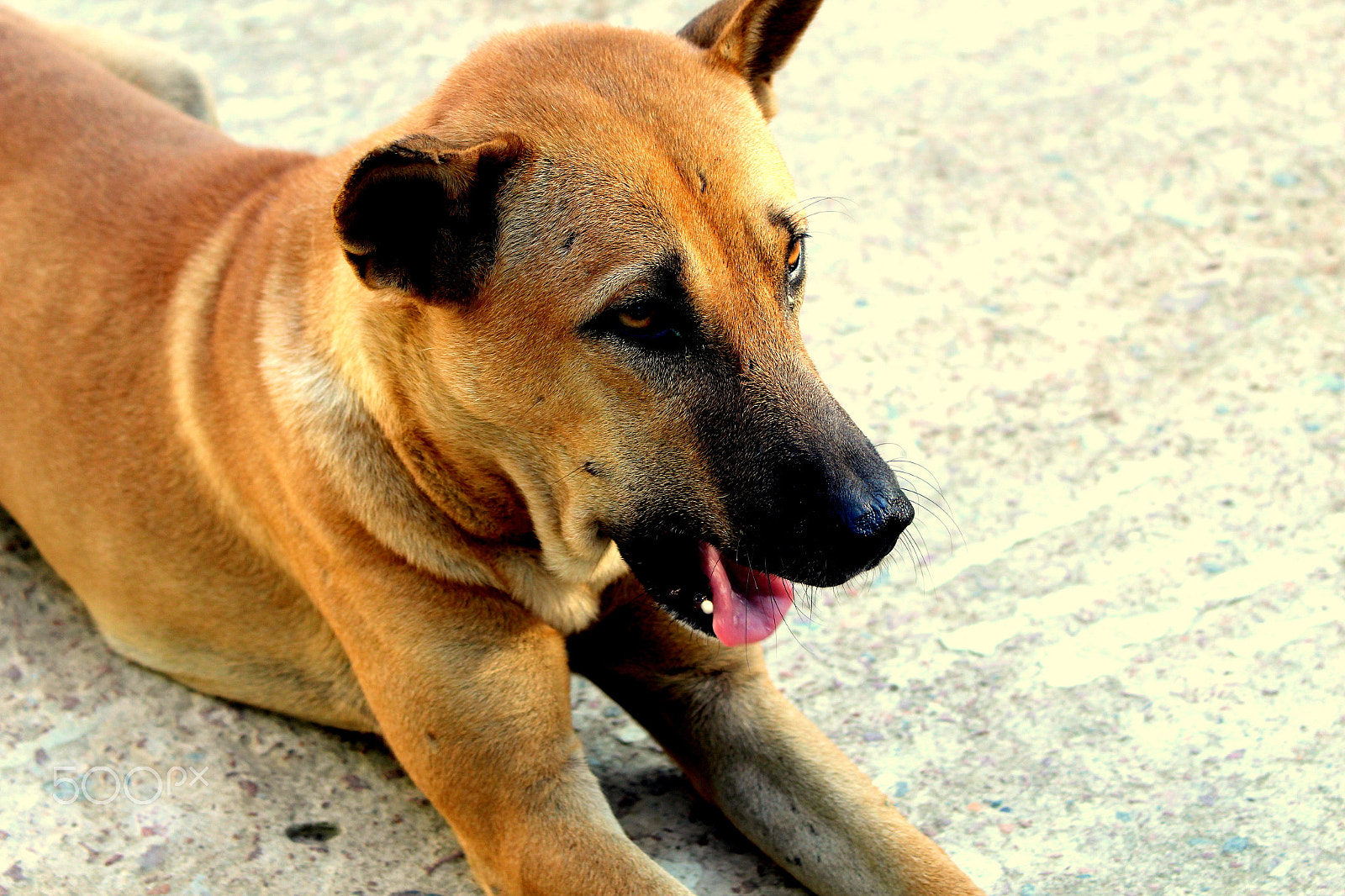 Canon EOS 1200D (EOS Rebel T5 / EOS Kiss X70 / EOS Hi) sample photo. Resting dog photography