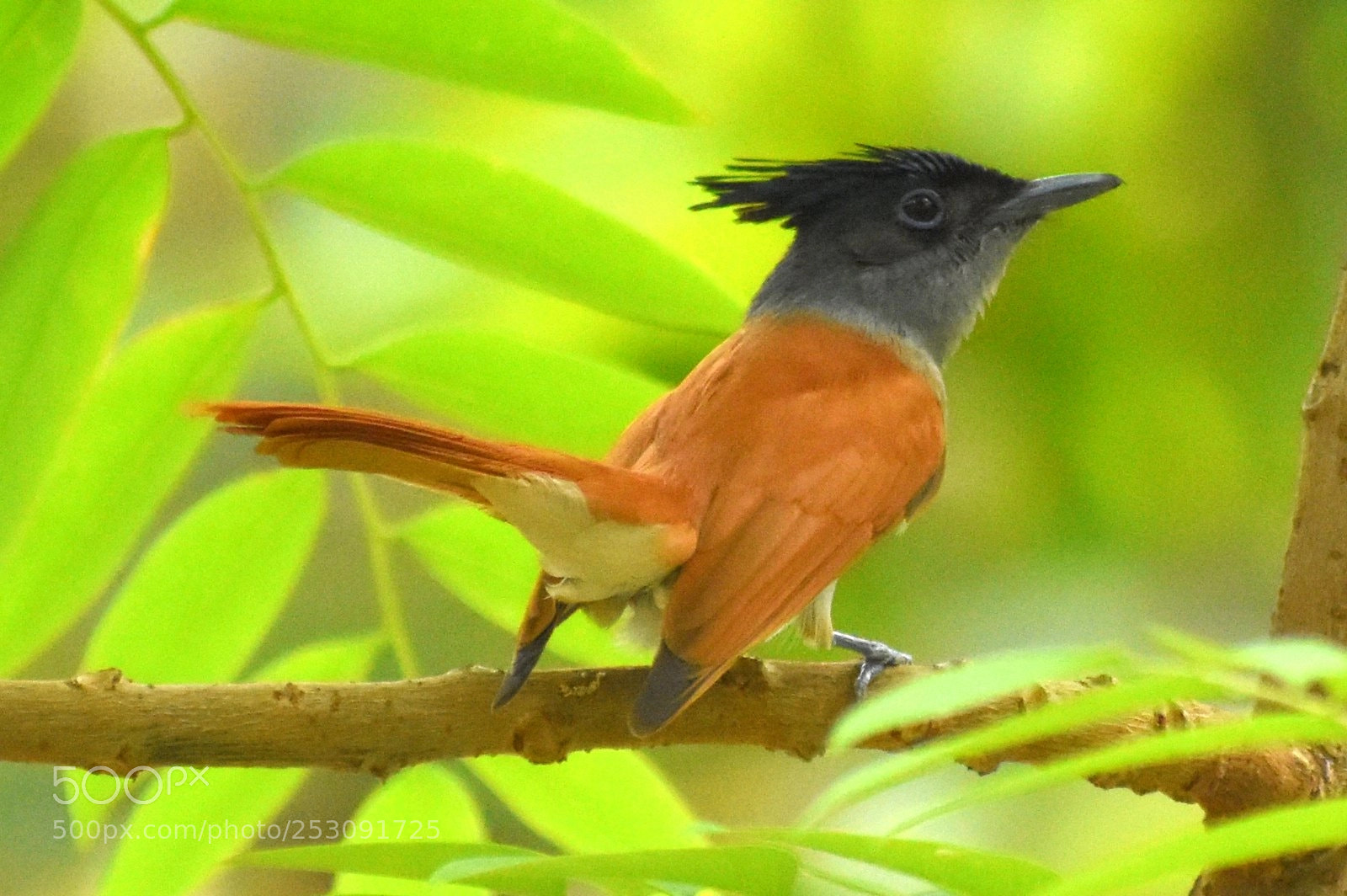 Nikon D7200 sample photo. Paradise flycatcher photography