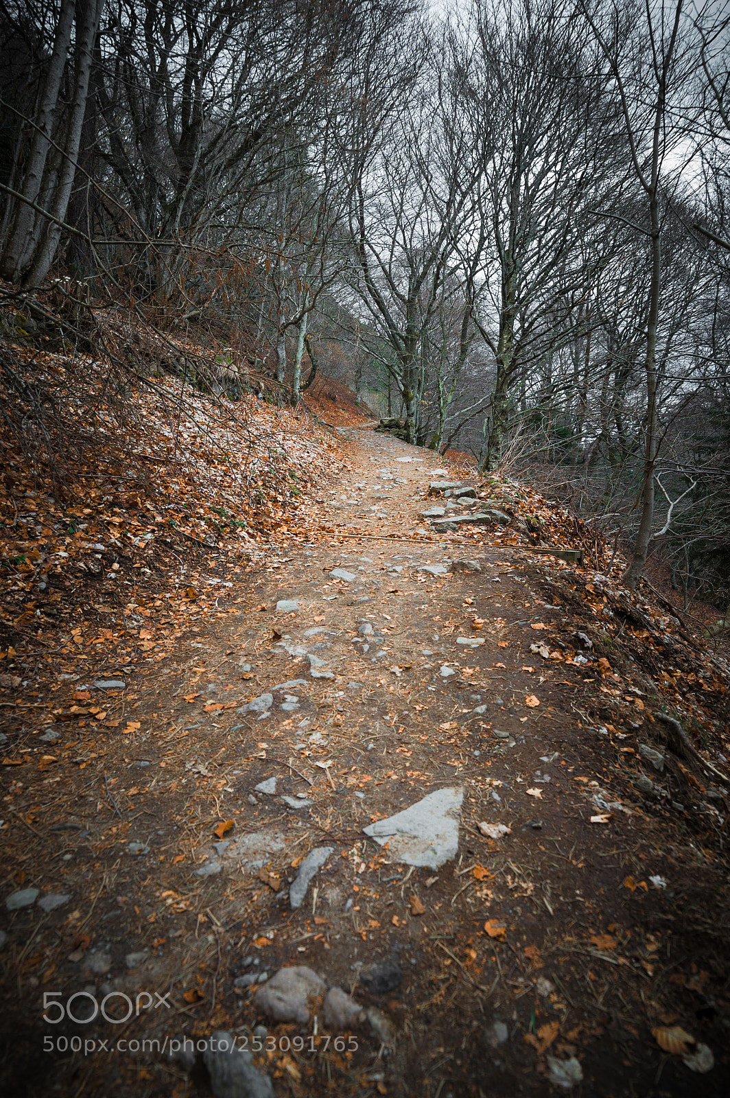 Nikon D3200 sample photo. Le chemin... photography