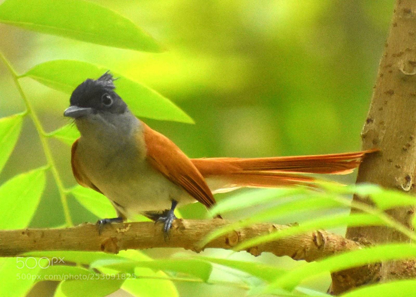 Nikon D7200 sample photo. Paradise flycatcher photography