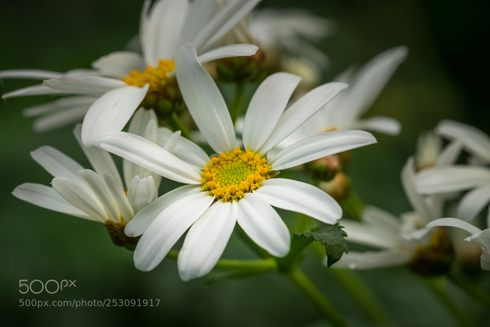 Fujifilm X-T1 sample photo. Argyranthemum pinnatifidum photography