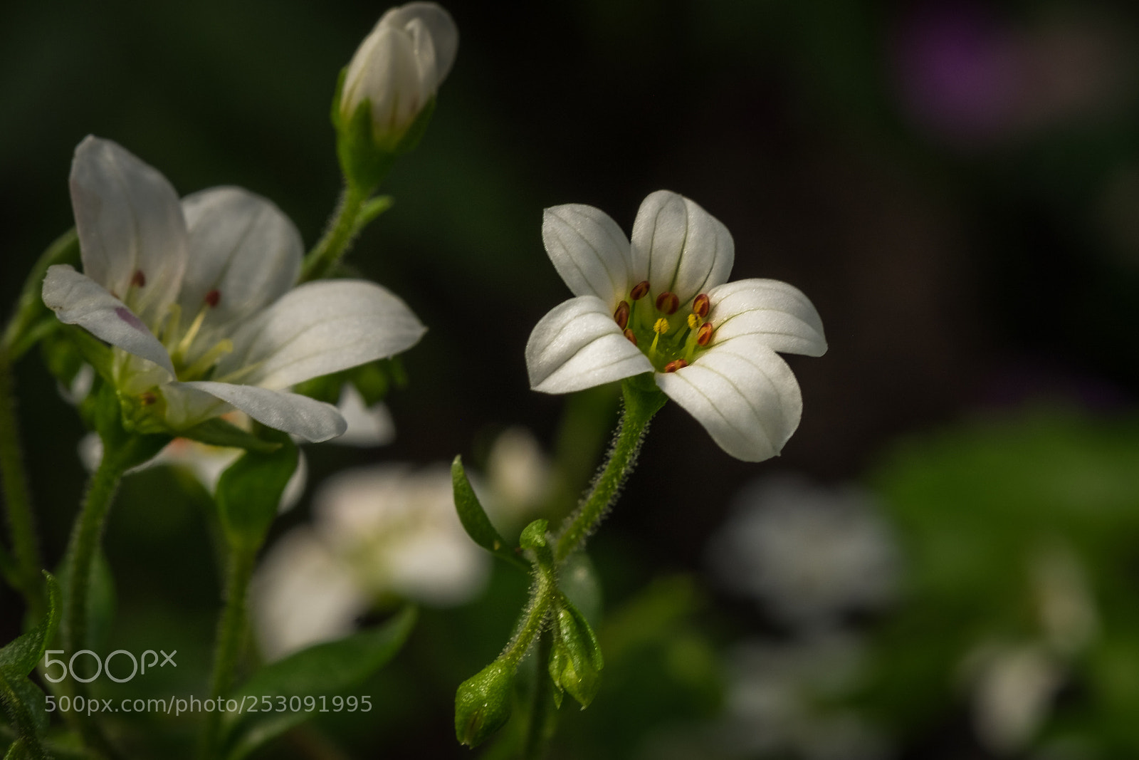 Fujifilm X-T1 sample photo. Saxifraga maderensis photography