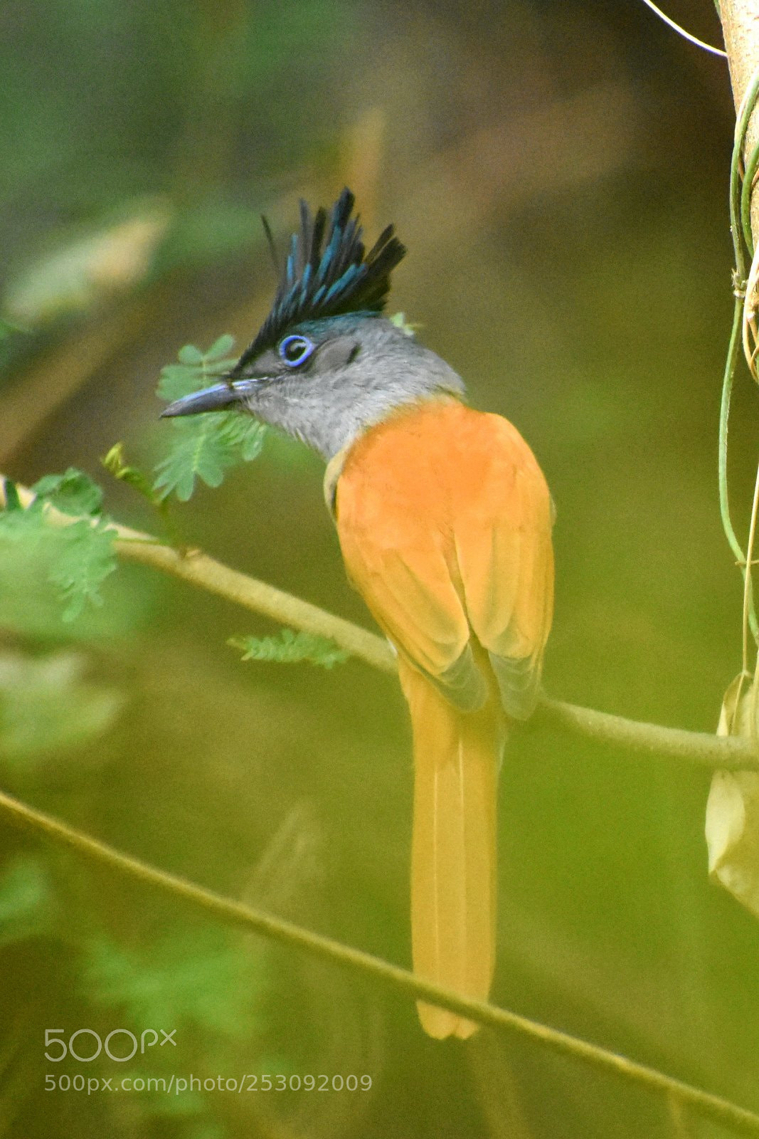 Nikon D7200 sample photo. Paradise flycatcher photography