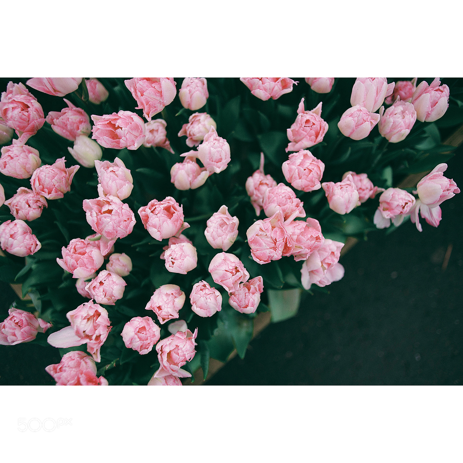 Nikon D700 sample photo. Flowers in keukenhof photography