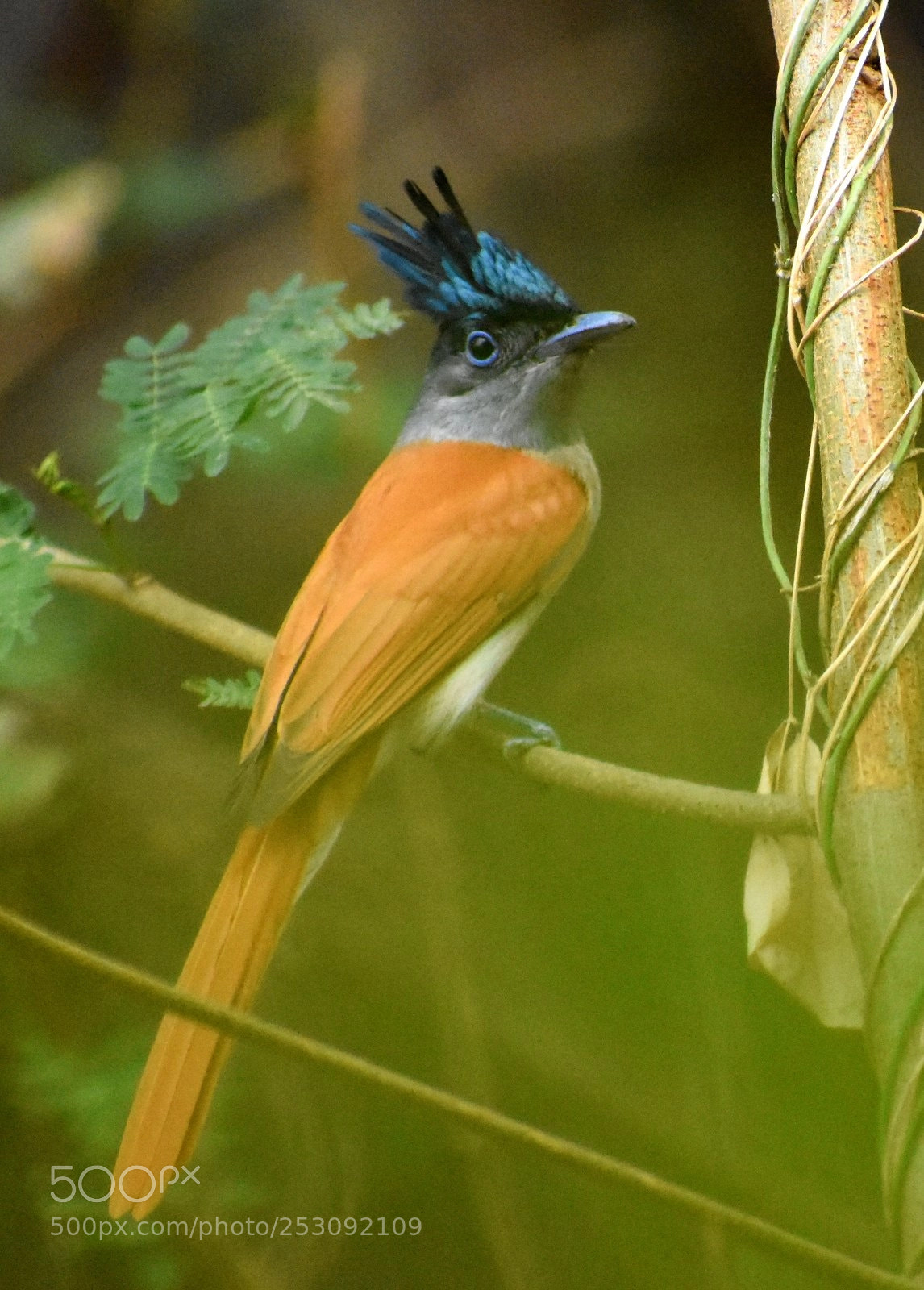 Nikon D7200 sample photo. Paradise flycatcher photography