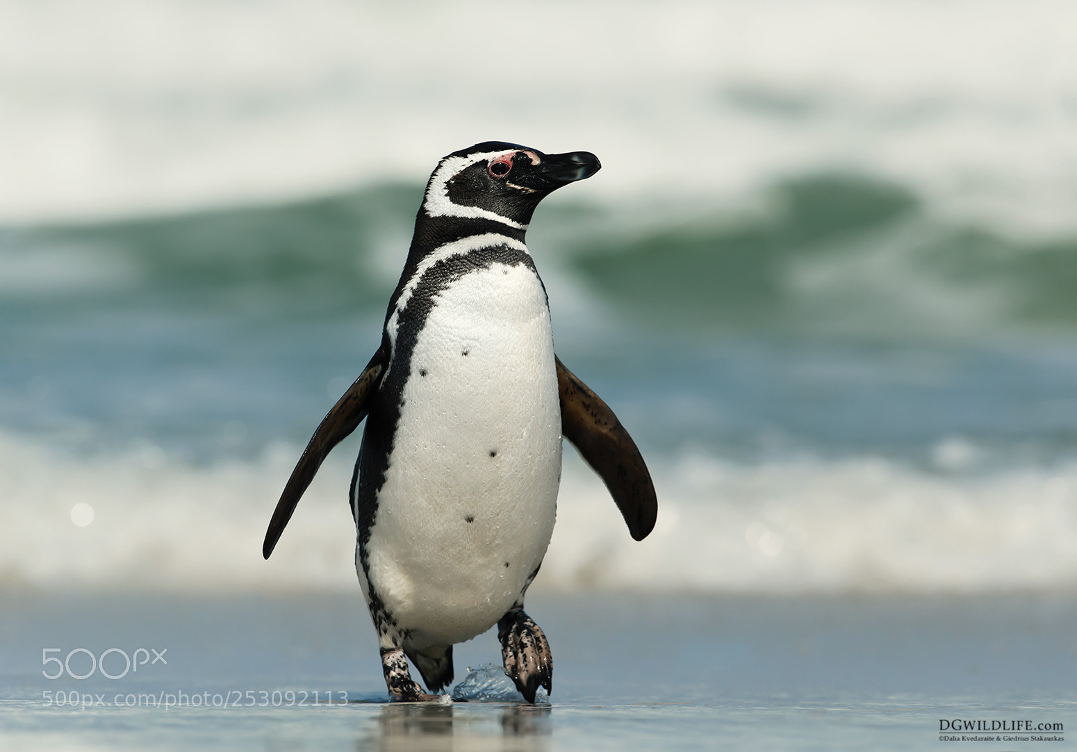 Canon EOS-1D X sample photo. Magellanic penguin photography