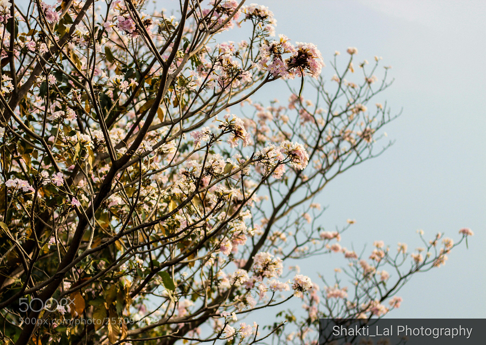 Canon EOS 600D (Rebel EOS T3i / EOS Kiss X5) sample photo. Nature's beauty photography