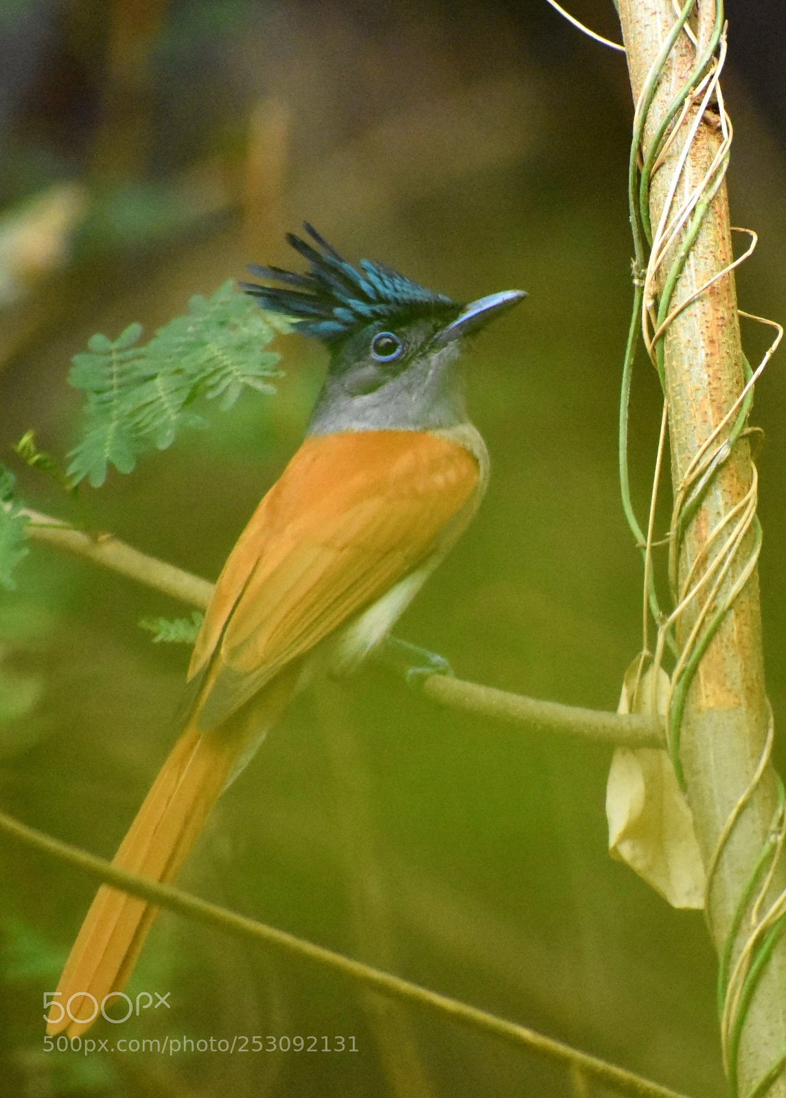 Nikon D7200 sample photo. Paradise flycatcher photography