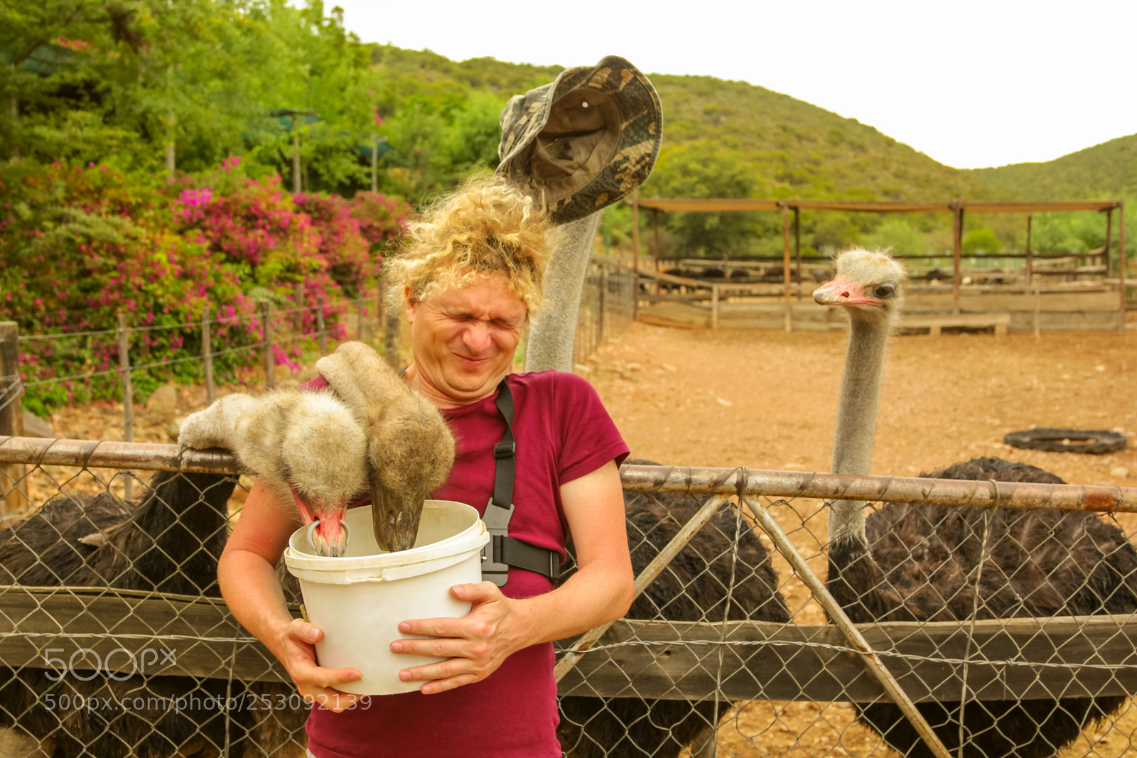 Canon EOS 550D (EOS Rebel T2i / EOS Kiss X4) sample photo. Feeding ostriches oudtshoorn photography