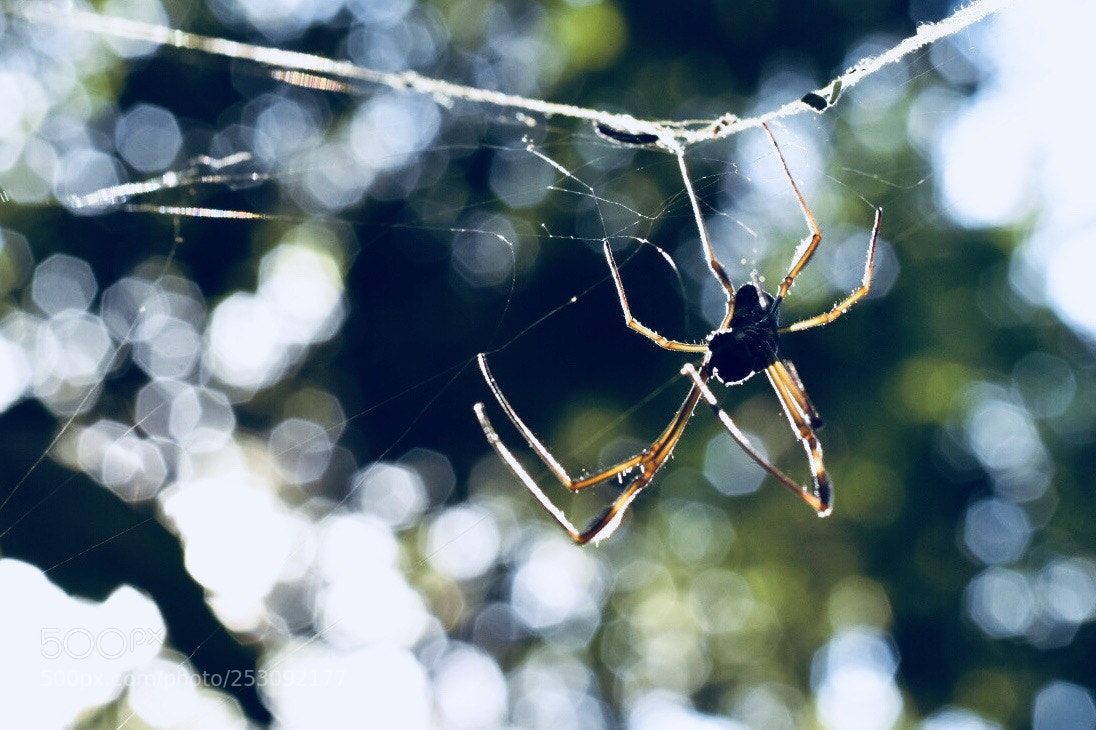 Nikon D5500 sample photo. Dona aranha photography