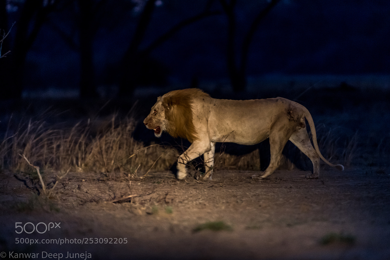 Nikon D5 sample photo. Lion king at twilight photography