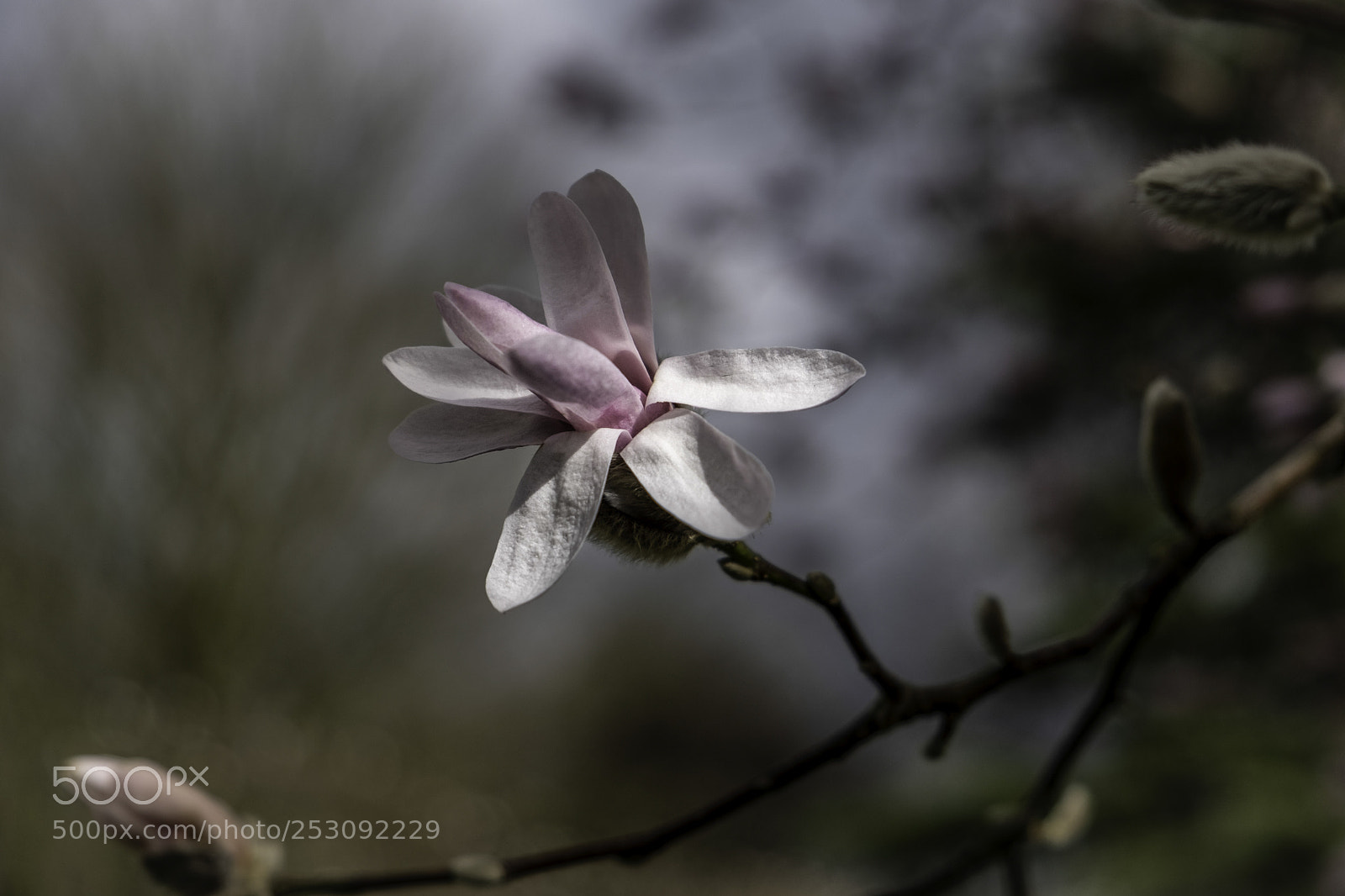 Fujifilm X-T2 sample photo. Magnolia photography