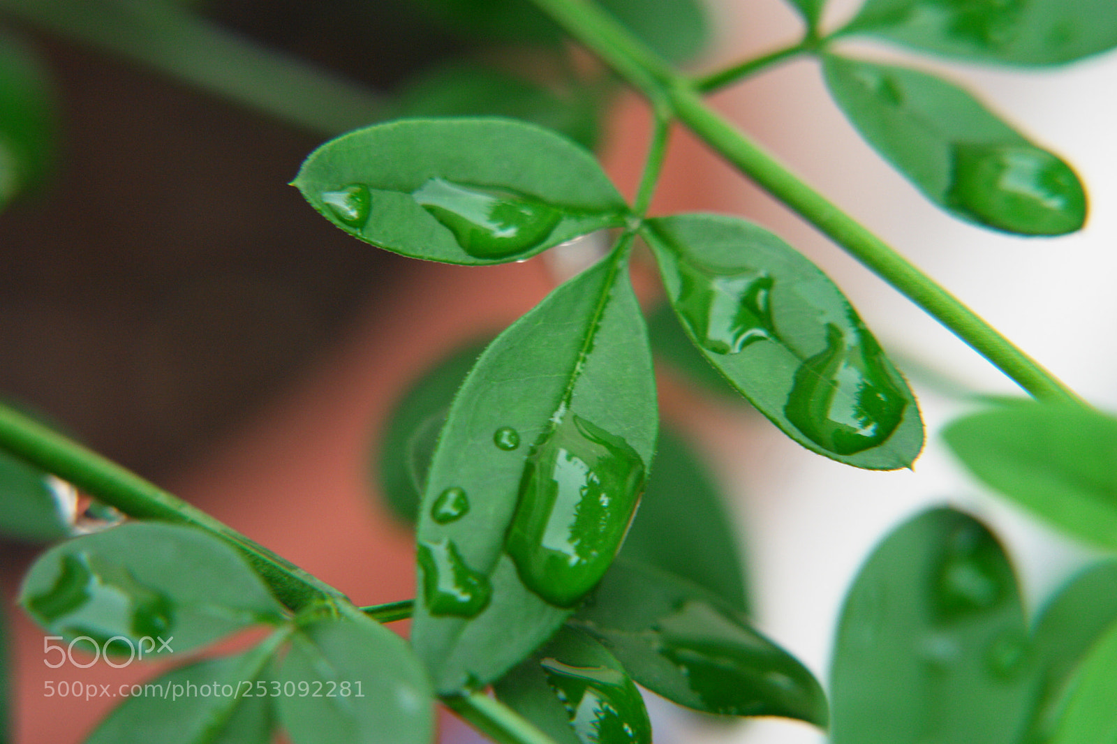 Sony DSC-R1 sample photo. Untitled photography