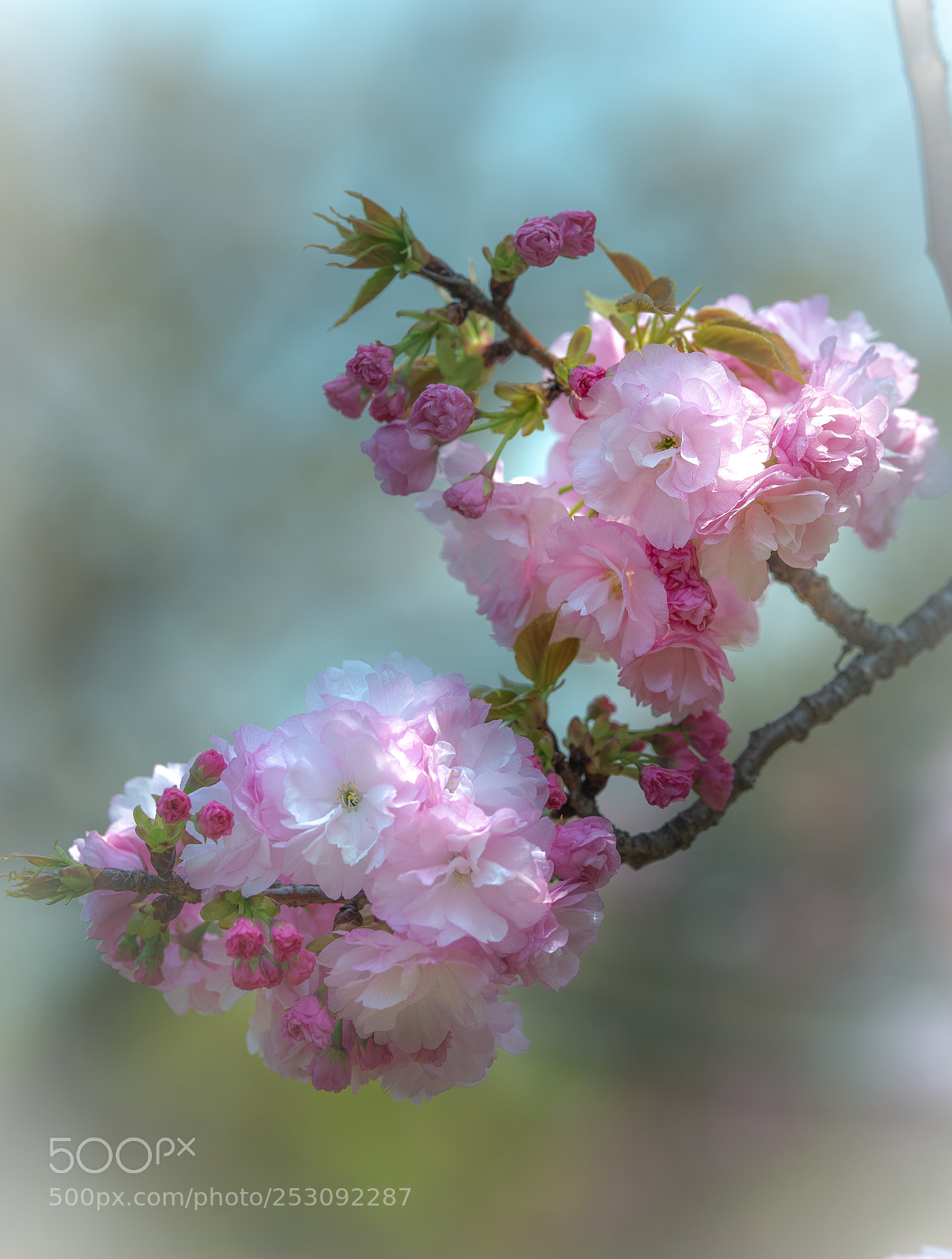 Nikon D800E sample photo. Cherry blossom  photography