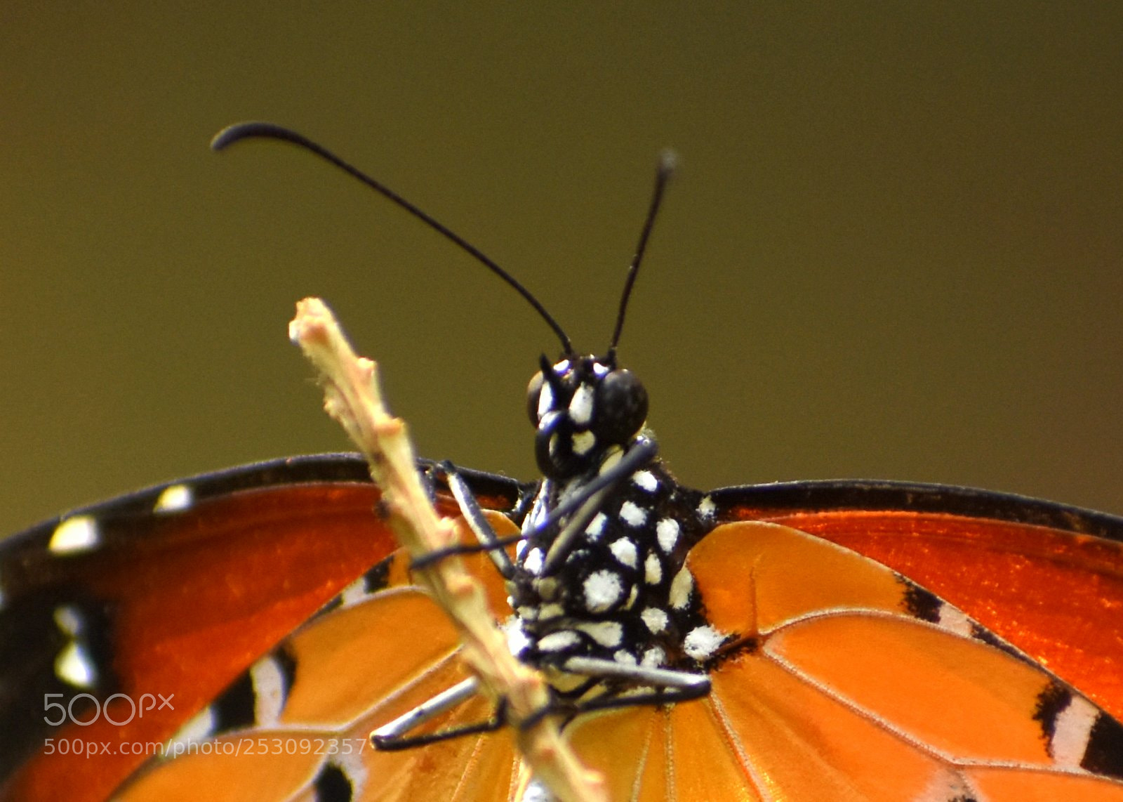 Nikon D7200 sample photo. Butterfly photography