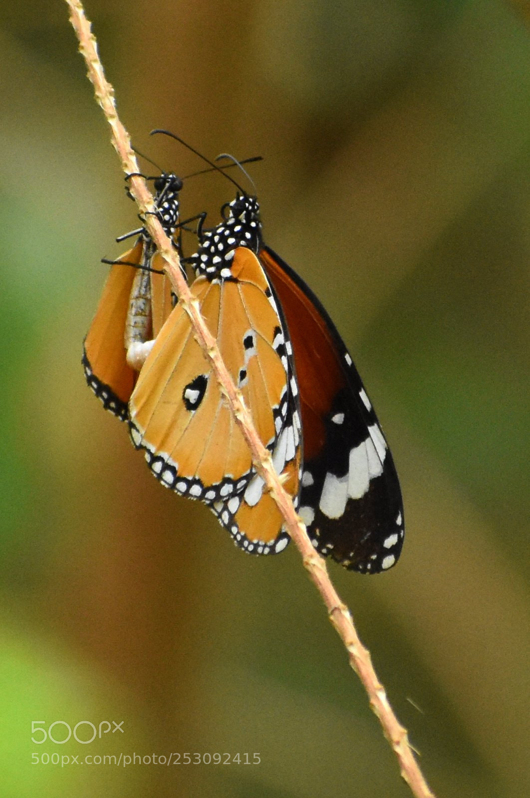 Nikon D7200 sample photo. Butterflies photography
