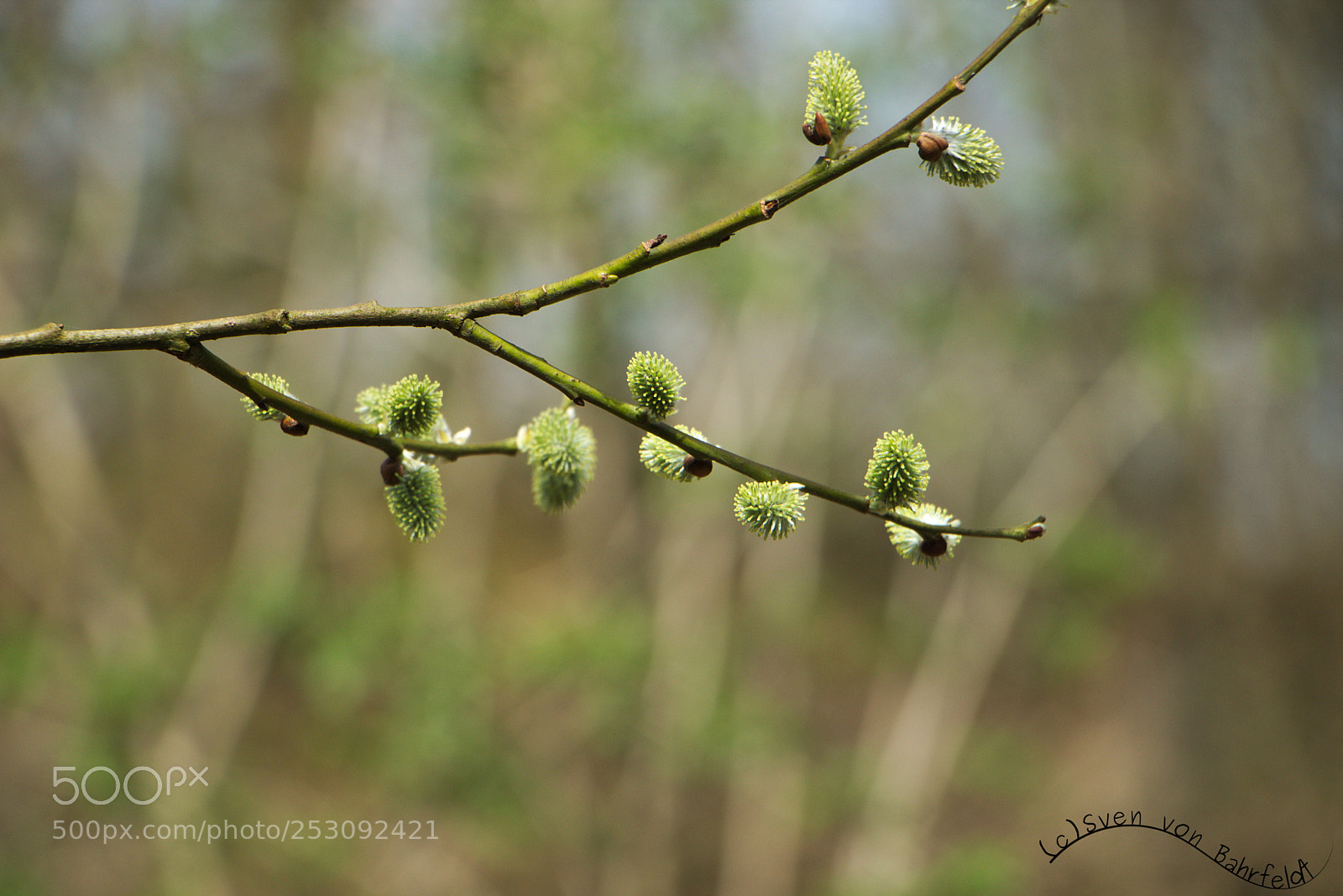 Canon EOS 70D sample photo. Mg_5873 photography
