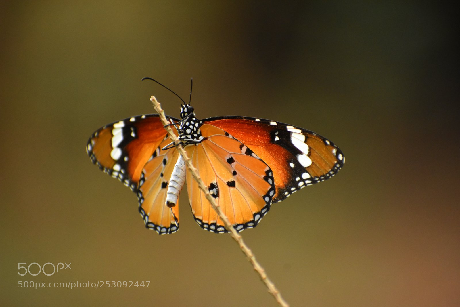 Nikon D7200 sample photo. Butterfly photography