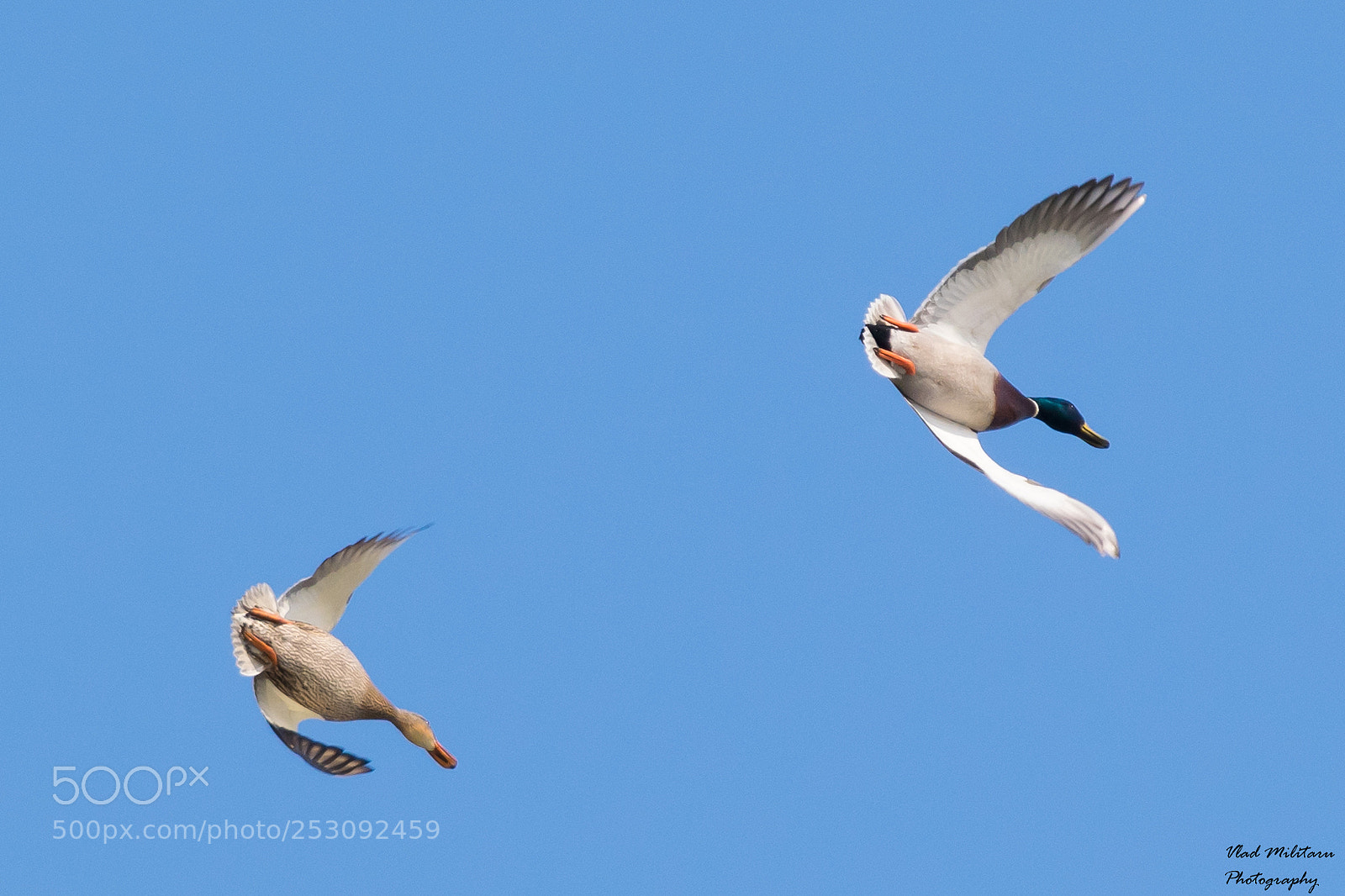 Nikon D5300 sample photo. Mallard ducks photography