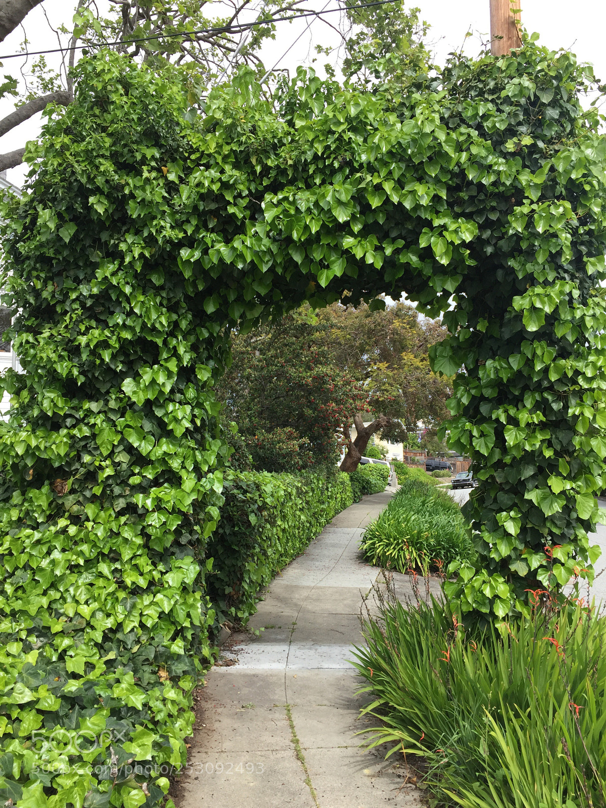 Apple iPhone 6 sample photo. Green walkway photography