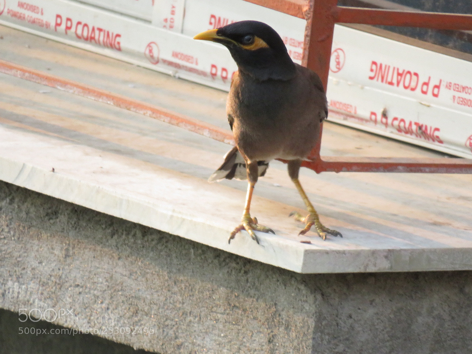 Canon PowerShot SX540 HS sample photo. Common_ myna photography