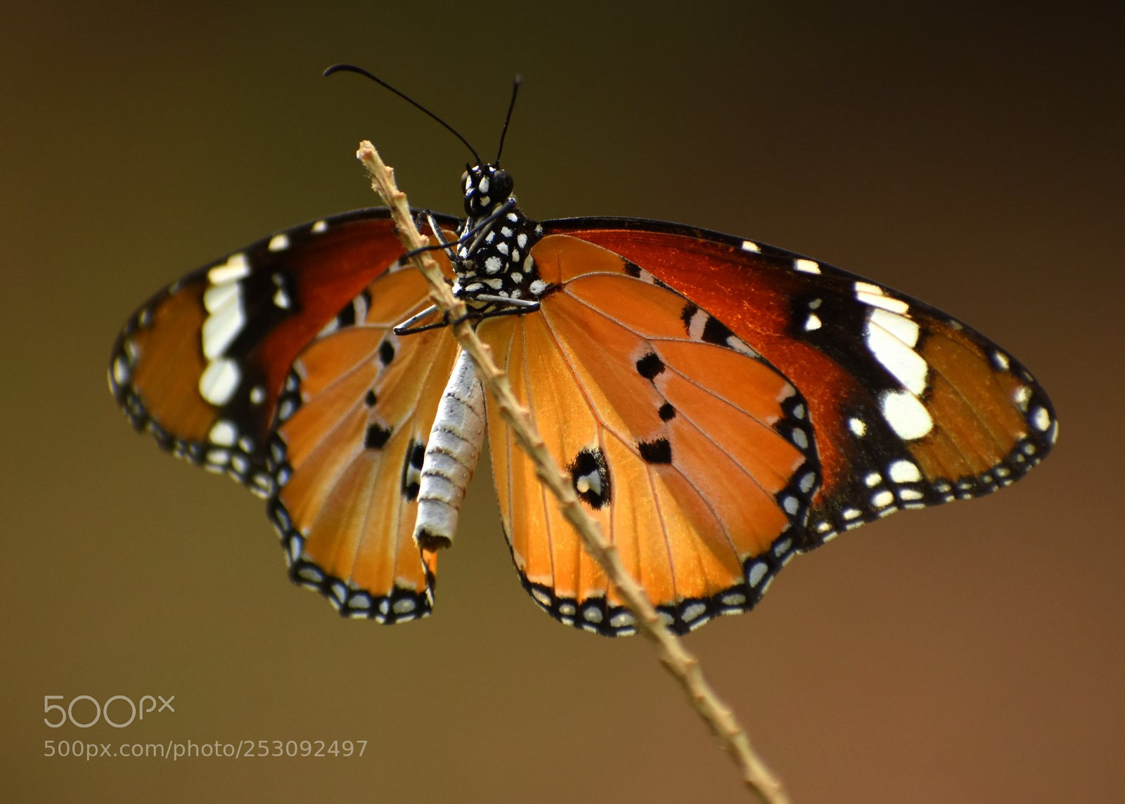 Nikon D7200 sample photo. Butterfly photography