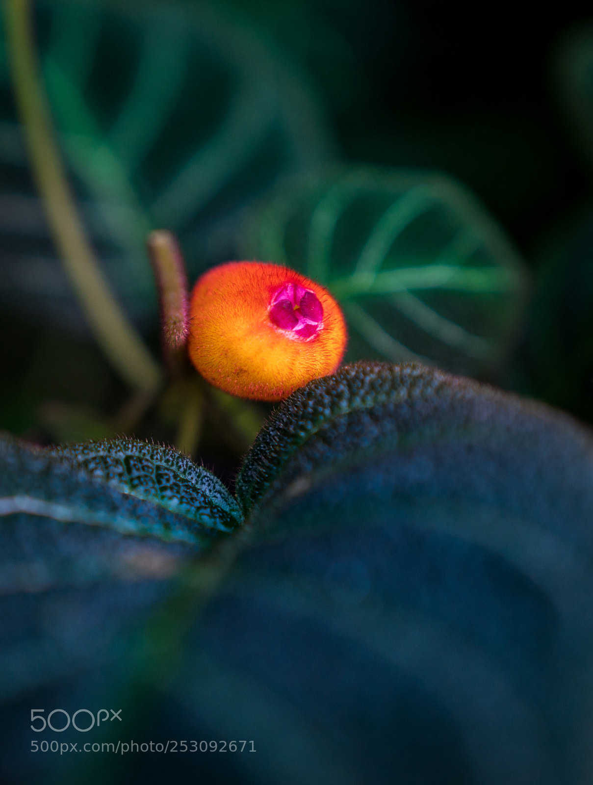 Sony a6300 sample photo. A little orange photography