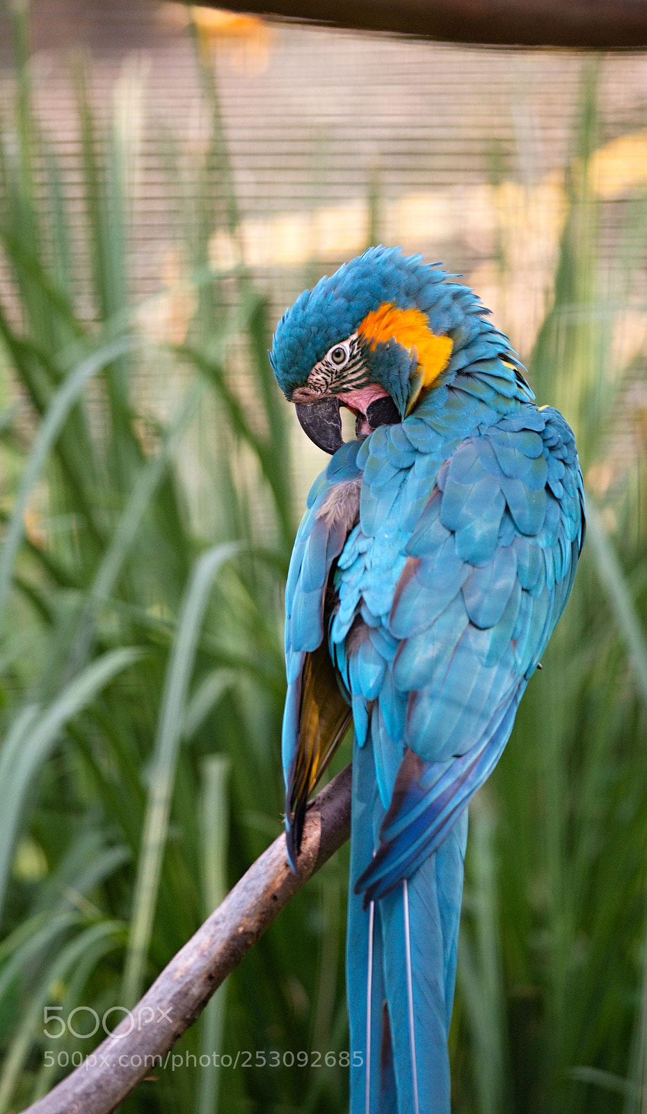 Nikon D610 sample photo. Hyacinth macaw photography