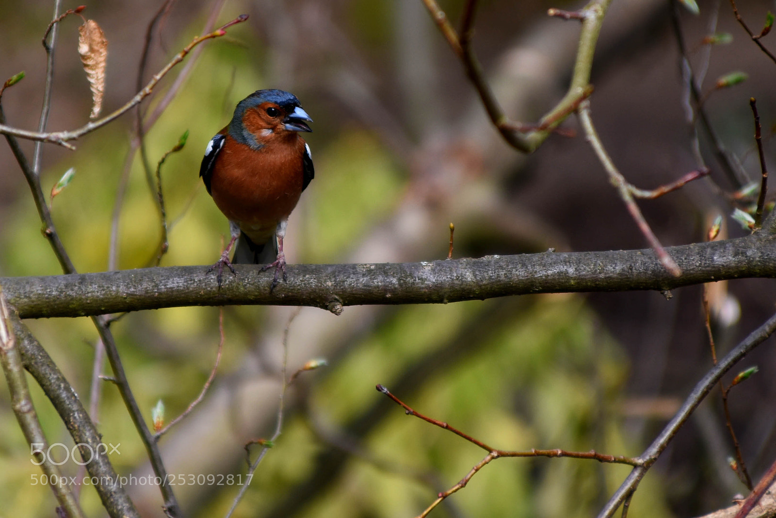Nikon D3400 sample photo. Small bird photography