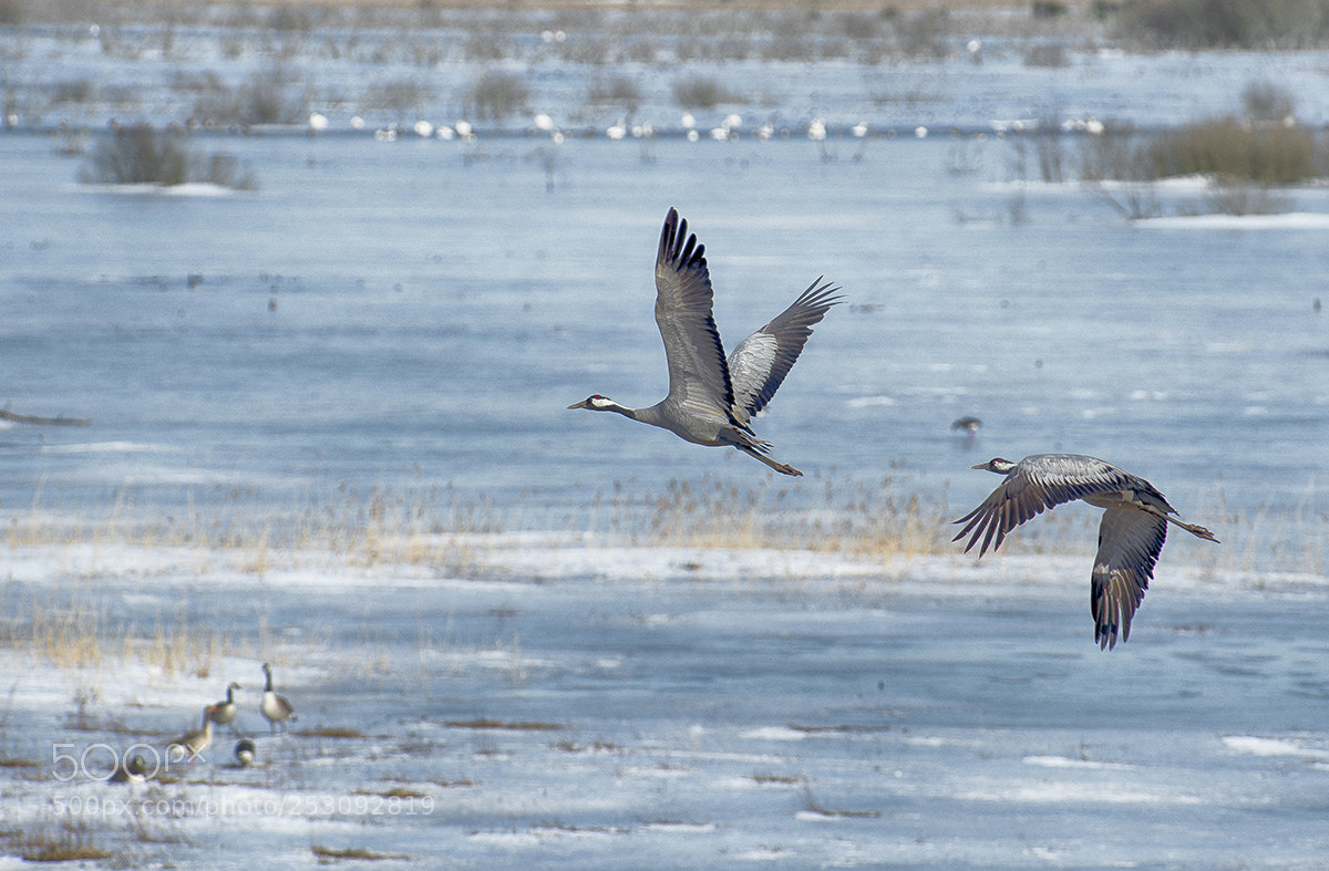 Nikon D800 sample photo. Hi, wait for me ! photography
