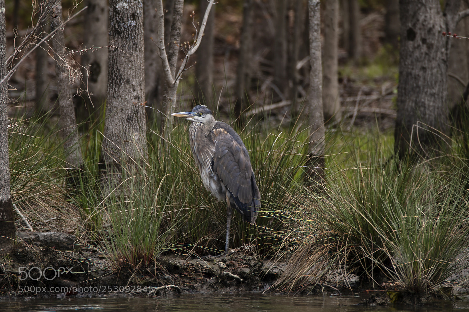 Canon EOS 70D sample photo. Great blue heron photography