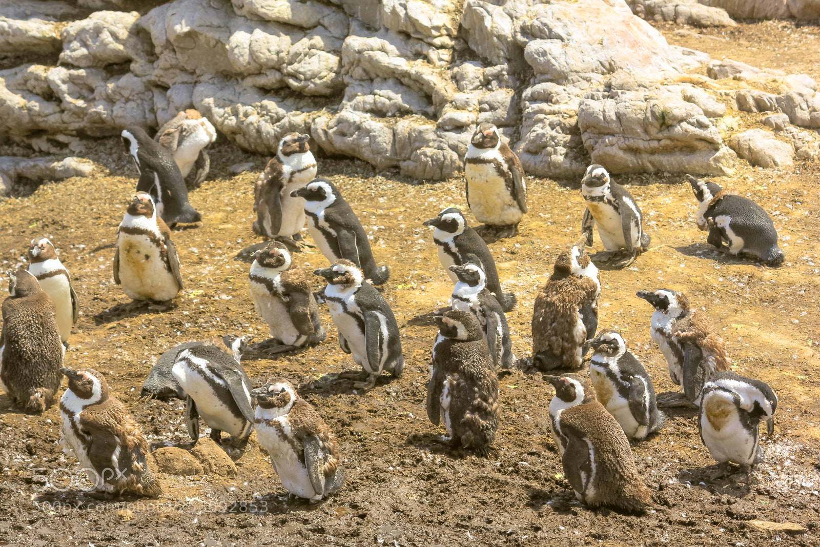 Canon EOS 550D (EOS Rebel T2i / EOS Kiss X4) sample photo. African penguins colony photography