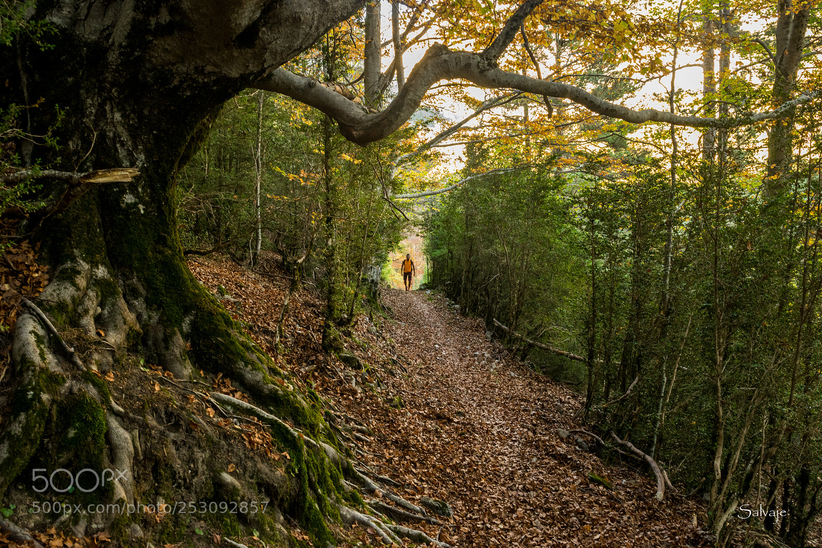 Nikon D3300 sample photo. Walking in the nature photography
