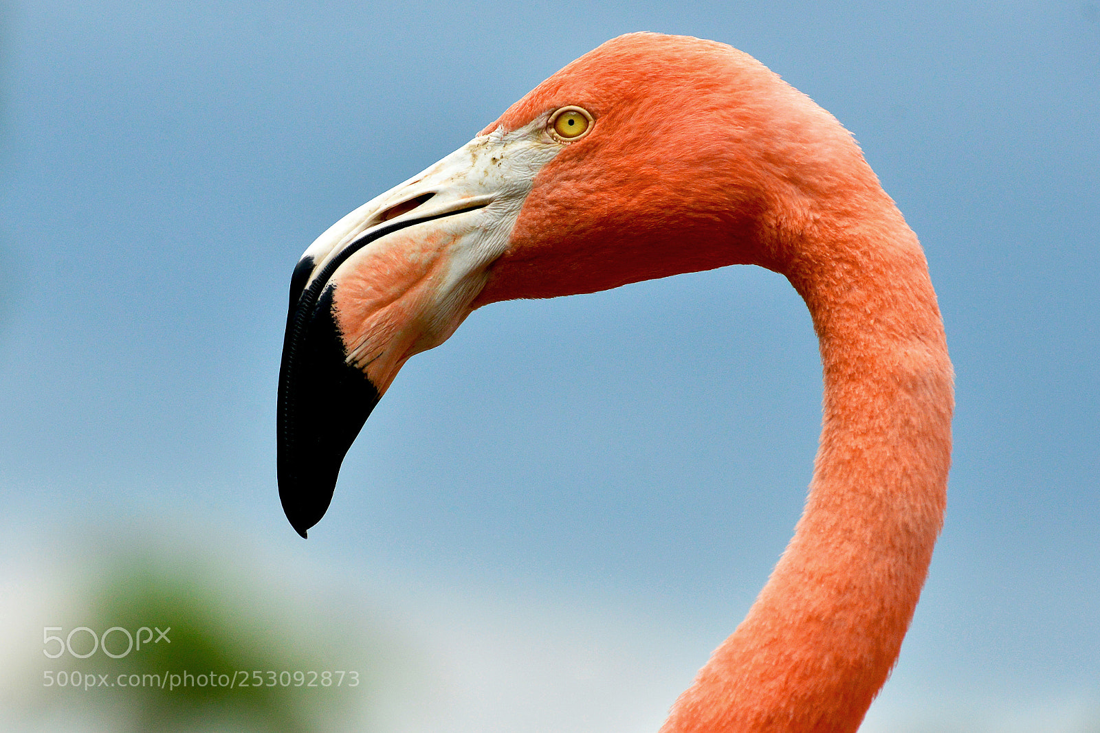 Nikon D800 sample photo. Flamingo in las terrazas photography
