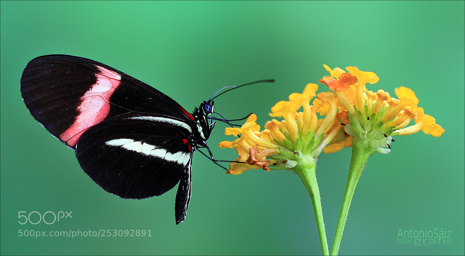 Canon EOS 600D (Rebel EOS T3i / EOS Kiss X5) sample photo. Heliconius photography