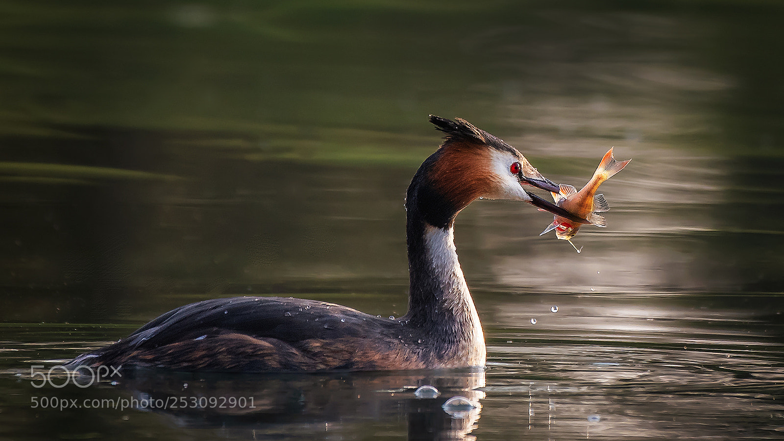Nikon D500 sample photo. Great crested grebe photography
