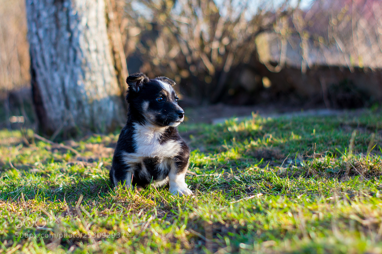 Nikon D3200 sample photo. Little puppy photography